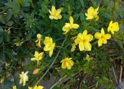 庆云战“疫”诗歌选登