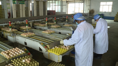 出台4举措抓紧落实，宁津：畜牧企业本周内全部复工