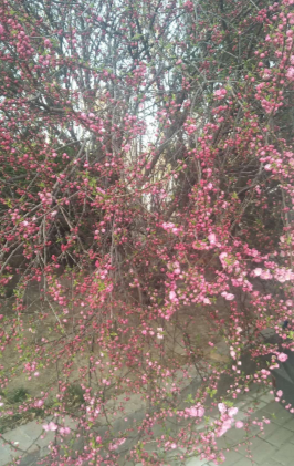 德州市作家协会抗击疫情作品专辑（三十二）