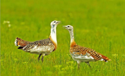 德州市作家协会战疫作品专辑（二十六）