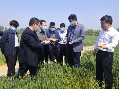 武城：像抓好新冠肺炎疫情防控一样抓好小麦条锈病防治工作