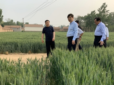德州市委书记李猛到陵城区调研小麦条锈病防治工作：打好小麦病虫害防治硬仗 坚决稳住粮食生产“压舱石”
