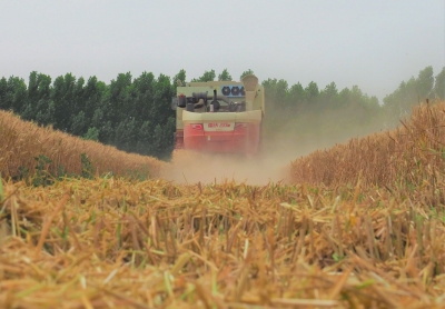 齐河县：订单式农业 积极推广“公司+合作社+社员”服务模式  