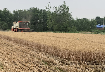 风干了的白色乳汁 | 德州市作协作品专辑