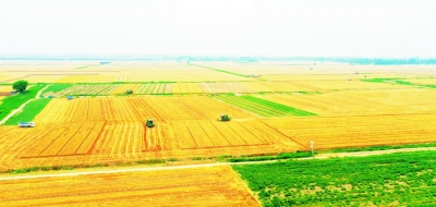 产粮大县如何寻路振兴 ——来自全国粮食生产先进县山东齐河县的调查