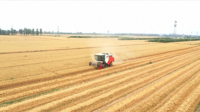 麦收难见农忙景 | 武城：一人玩转千亩地 分红模式保增收
