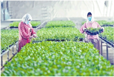 打造乡村振兴齐鲁样板 | 搭平台拓渠道，让农民“钱袋子”鼓起来