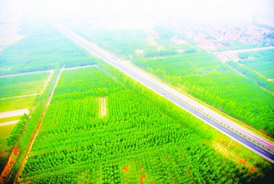 齐河：做足“绿文章”，绘就发展底色