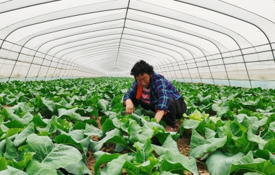 党报头条 | 陵城党建联合体强村富民，整合资源互联 共建抱团发展