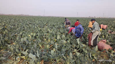 从增收乏力到致富有路！夏津香赵庄镇：深挖内在潜力，壮大集体经济