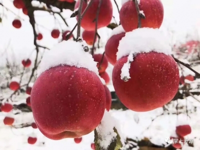 诗歌·于佃俊 ｜ 无雪的大雪节