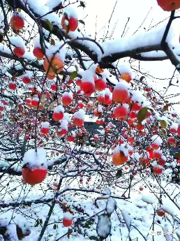 朱殿封说节气 · 7日大雪 |  大雪：乱把白云揉碎