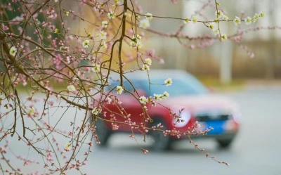 德州：最是春好处  街头花初见