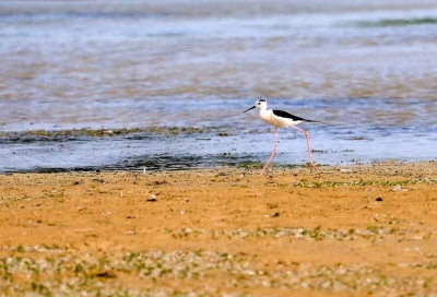 世界野生动植物日 | 夏津倡议：爱护野生动植物“从我做起”