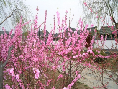 美文 ｜ 马惠彬：樱花美