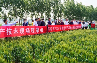 全国小麦高效生产技术现场观摩会在乐陵举行