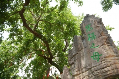 夏津黄河故道椹果生态文化节面向全球征集文艺作品 投稿截至6月30日