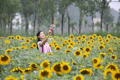 美文｜孔祥菊：生如夏花