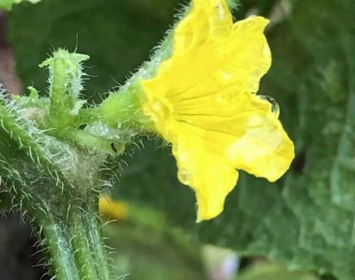 诗｜刘立新：秋雨