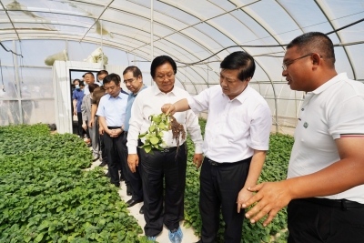 山东省科技厅厅长唐波赴希森集团内蒙古种薯繁育基地调研