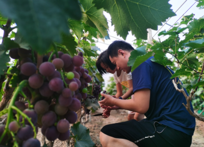 齐河晏北街道探索葡萄采摘、观光旅游、仓储物流等新型产业，今年上半年73家合作社收益逾千万元