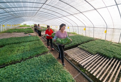 集体收入10年翻15倍！禹城禹兴街道夏季社区：大棚绿正浓 乡村产业兴