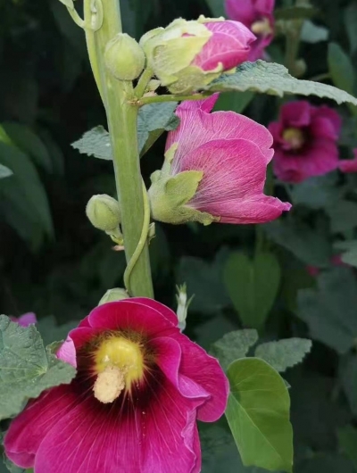 教师礼赞 · 美文｜李淑青：秫秸花又开