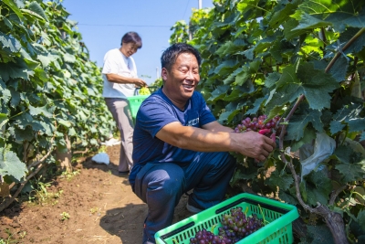 走进乡村看小康 | 成立种销合作社 促村民增收致富！庆云万粮张：葡萄“串”起甜蜜生活