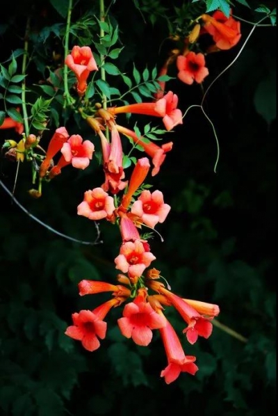 教师礼赞 ·  美文｜张瑞超：我的老师卜庆友