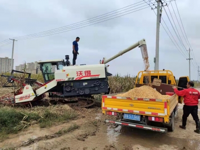 抢收抢种大会战 | 齐河县：镇村干部一线忙秋收