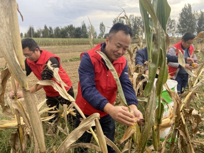 抢收抢种大会战 | 庆云中丁乡：机关干部到地头 助农忙秋收