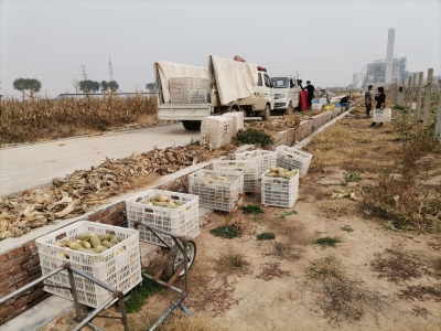 陵城区宋家镇 | 葡萄园套种水果萝卜 集体增收效益好