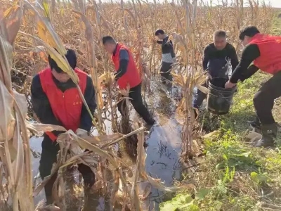 抢收抢种大会战 | 夏津：近百支新时代文明实践志愿服务队助力秋收