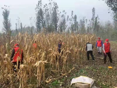 抢收抢种大会战  | 陵城边临镇田间地头尽显志愿红
