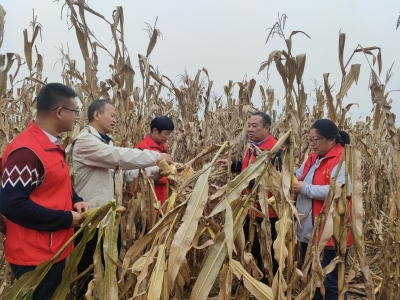 抢收抢种大会战 | 宁津：1500余名党员干部一线忙“三秋”