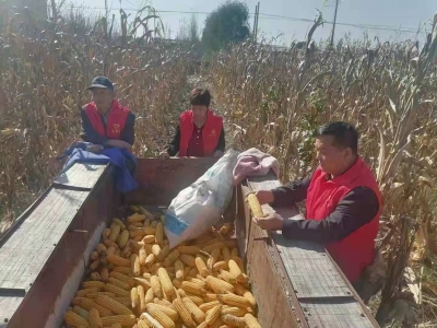 齐河表白寺镇：强化服务快速推进秋收进度