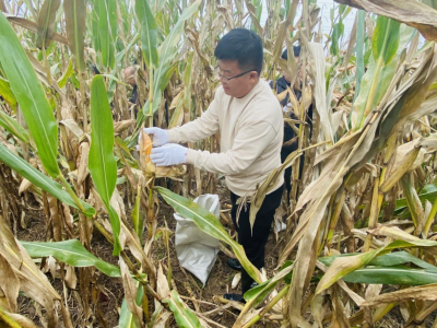平原龙门街道青工委：多方联动 助力秋收秋种