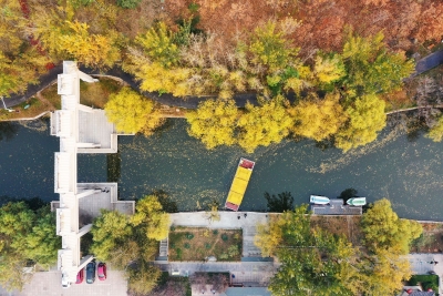 美文｜王淑芬：落叶的情怀