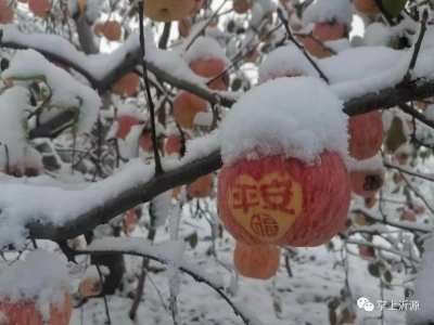 诗｜张洪崑：雪天