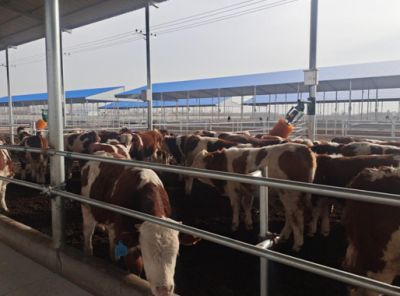 陵城糜镇：致力打造全省标准化肉牛养殖示范基地