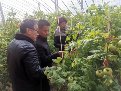 德州市组织农业专家深入基层开展技术指导 确保蔬菜稳产保供