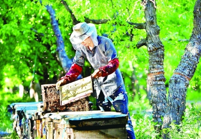 美文 | 张勇：记忆中的养蜂场