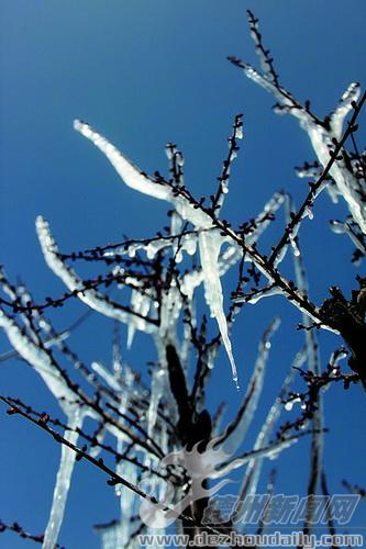 美文｜过岩松：冰凌花赞