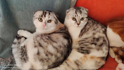 儿歌｜赵勰：小猫咪