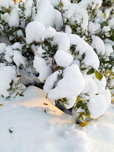 诗｜雷玉廷：大寒晨作
