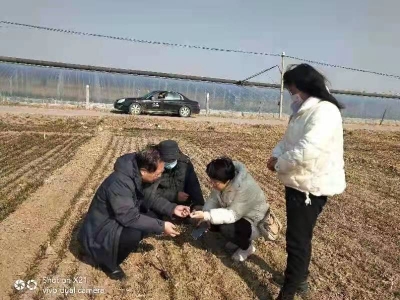 临邑：“科技壮苗”助力夏粮丰收