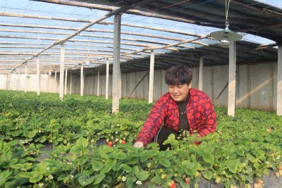 小草莓大产业！庆云县常家镇：乡村振兴路上的“莓”好生活