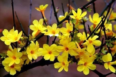 美文 | 莲韵：做一朵凡花  优雅独芳华