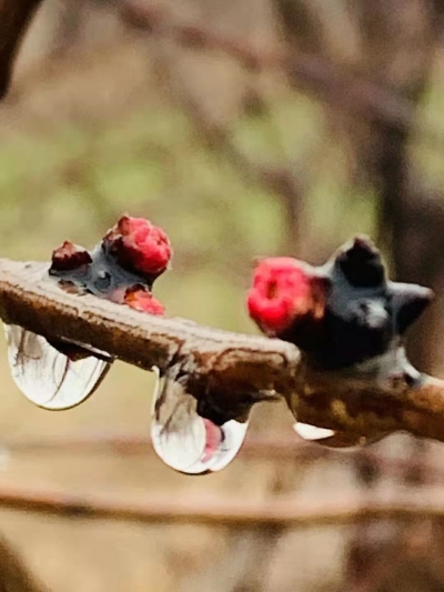 诗｜张春霞：早春花事