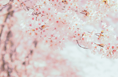 诗｜张春霞：春思